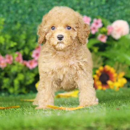 Maltipoo F1B puppy named Gilbert
