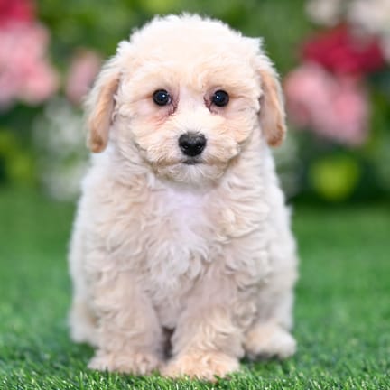 Maltipoo F1B puppy named Logan