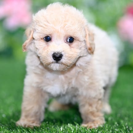 Maltipoo F1B puppy named Elvis