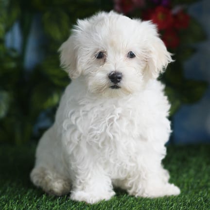 Maltipoo F1B puppy named Lawrence