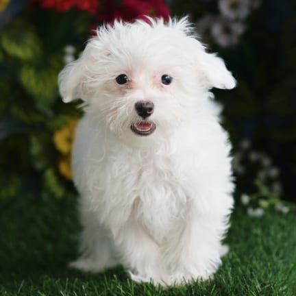 Maltipoo F1B puppy named Draco