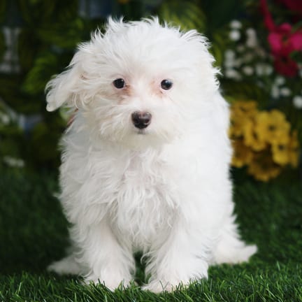 Maltipoo F1B puppy named Draco