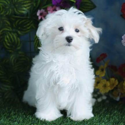 Maltipoo F1B puppy named Mochi