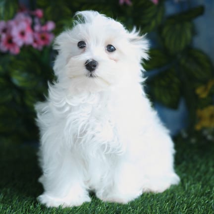 Maltipoo F1B puppy named Mochi