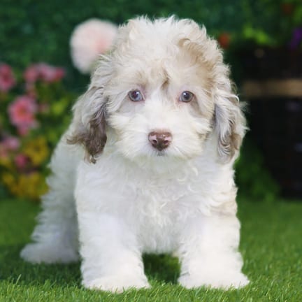 Maltipoo F2 puppy named Nell