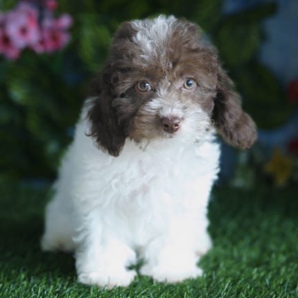 Maltipoo F2 puppy named Henrietta