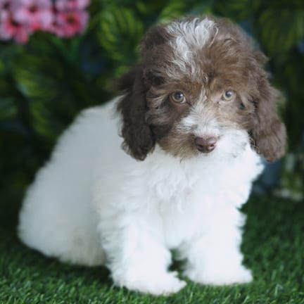Maltipoo F2 puppy named Henrietta