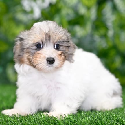 Maltipoo puppy named Alyssa