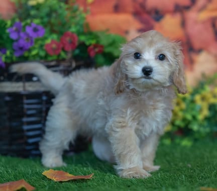 Maltipoo puppy named Duchess