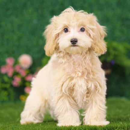 Maltipoo puppy named Duchess