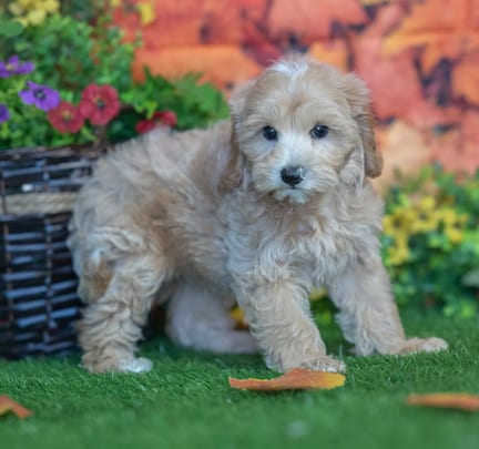 Maltipoo puppy named Brutus