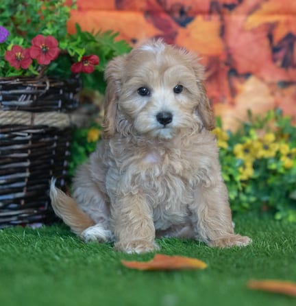 Maltipoo puppy named Brutus