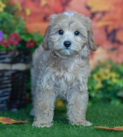 Maltipoo puppy named Brutus