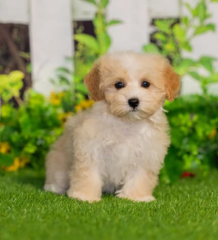 Maltipoo puppy named Stella