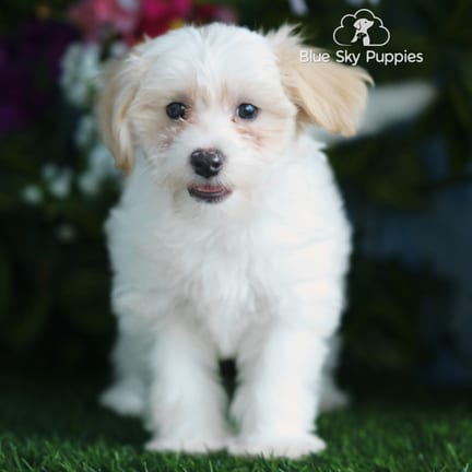 Maltipoo puppy named Aida