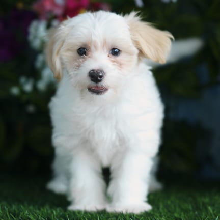 Maltipoo puppy named Aida