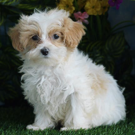 Maltipoo puppy named Cannoli