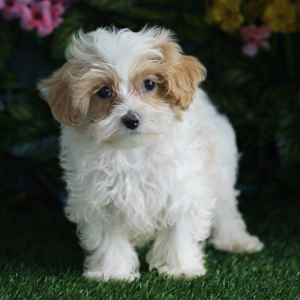 Maltipoo puppy named Cannoli