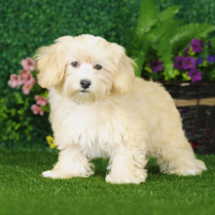 Maltipoo puppy named Patch