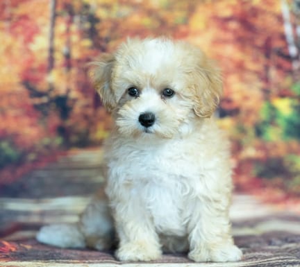 Maltipoo puppy named Patch
