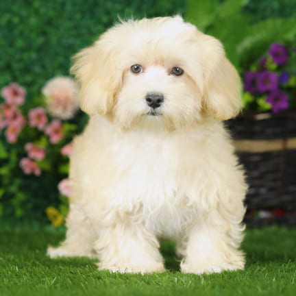 Maltipoo puppy named Patch
