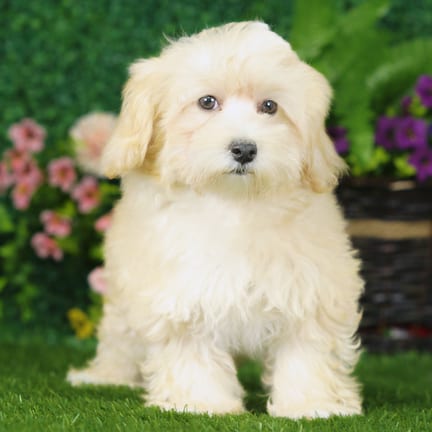 Maltipoo puppy named Patch