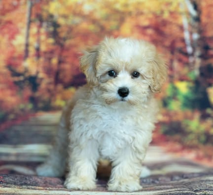 Maltipoo puppy named Patch