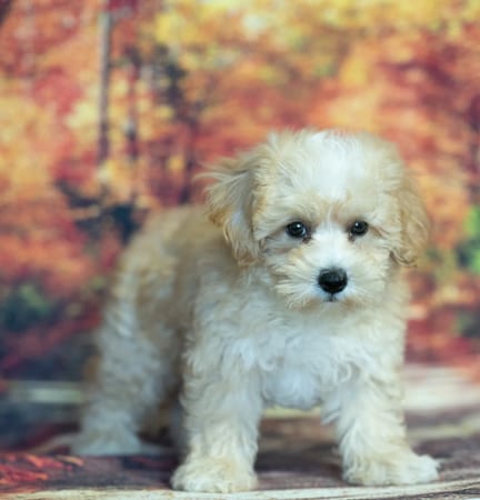 Maltipoo puppy named Patch
