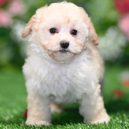 Maltipoo puppy named Mocha