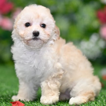 Maltipoo puppy named Mocha