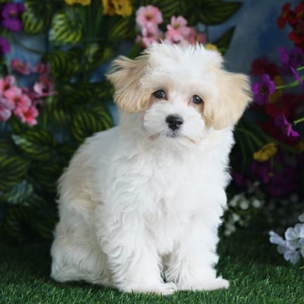 Maltipoo puppy named Egypt