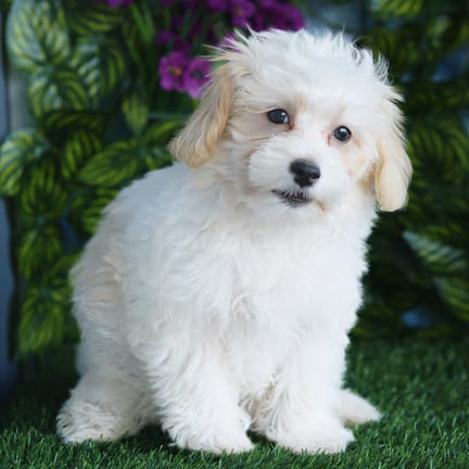 Maltipoo puppy named Egypt