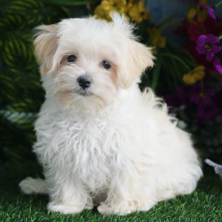Maltipoo puppy named Cheyenne