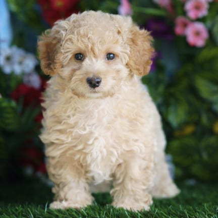 Maltipoo puppy named Thornton