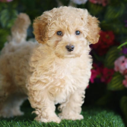 Maltipoo puppy named Thornton