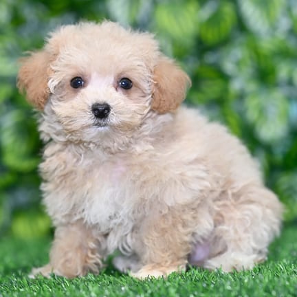 Maltipoo puppy named Tina