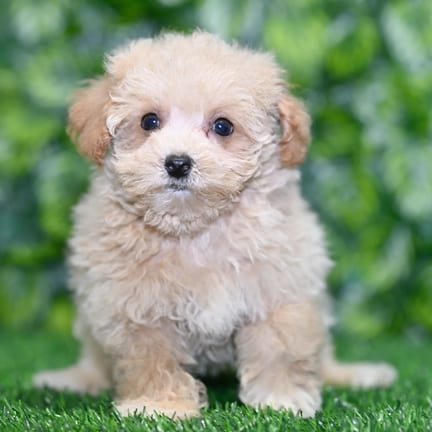 Maltipoo puppy named Tina
