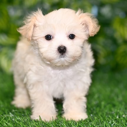 Maltipoo puppy named Frankie