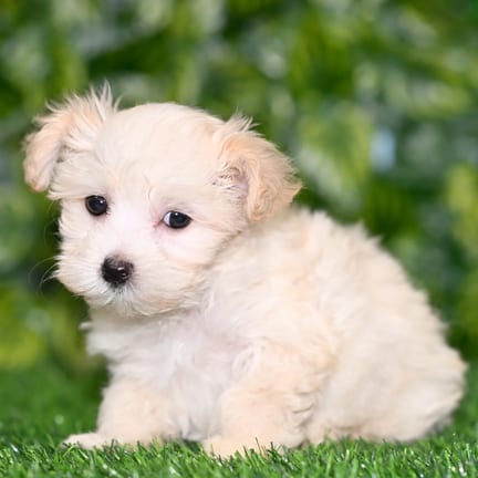 Maltipoo puppy named Frankie