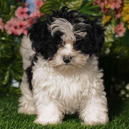 Maltipoo puppy named Skye