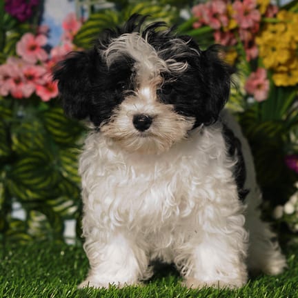 Maltipoo puppy named Skye