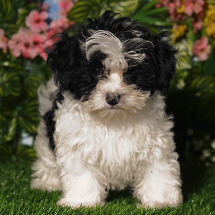 Maltipoo puppy named Skye
