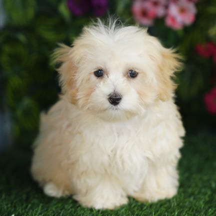 Maltipoo puppy named Henley
