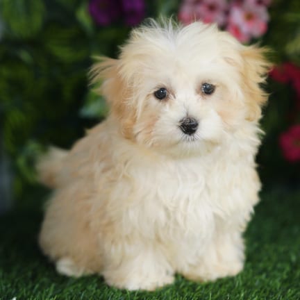 Maltipoo puppy named Henley