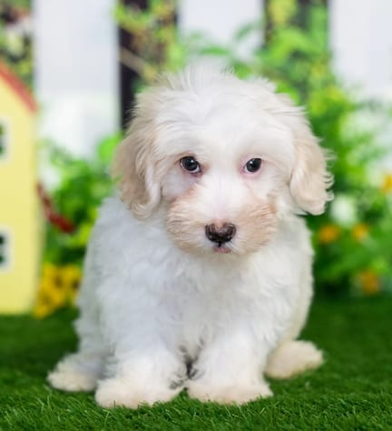 Maltipoo puppy named Rebel