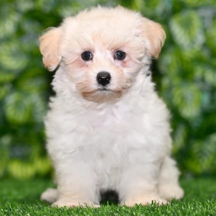 Maltipoo puppy named Barkley