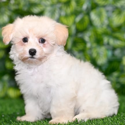 Maltipoo puppy named Barkley