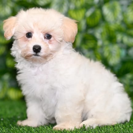 Maltipoo puppy named Phillip