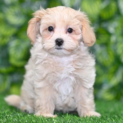 Maltipoo puppy named Vespa