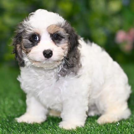 Maltipoo puppy named Emmy